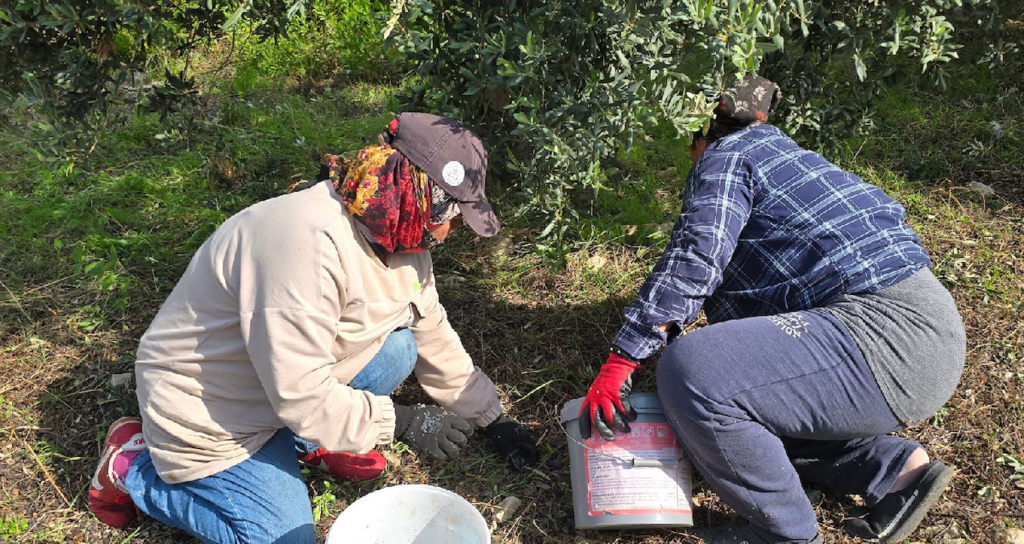 Hatay'da halhalı zeytini hasadı başladı: bahçede kilogram 150 TL
